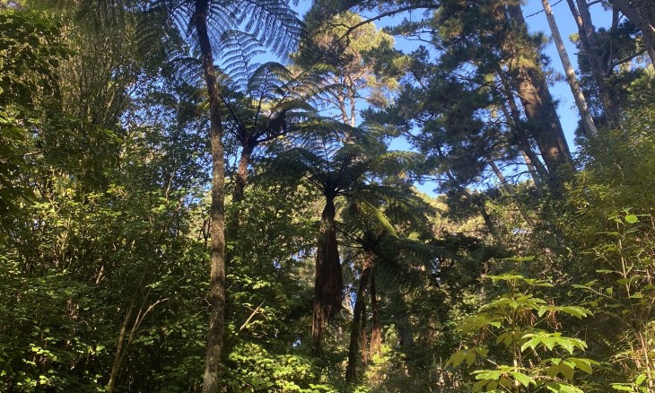 Mamaku / fern trees at Tanera Gully