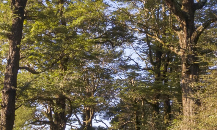 Avenue of beech trees under threat from a housing development at the end of Katherine Mansfield Drive, Upper Hutt