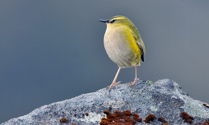 A rock wren stands triumphantly on a rock.