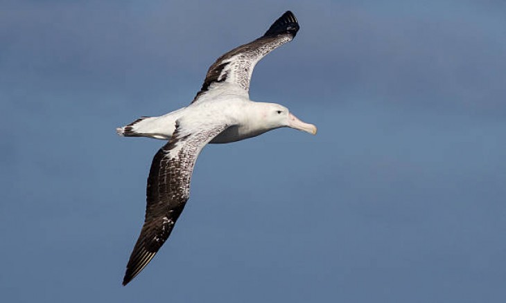 Wandering Albatross