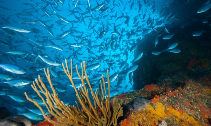 A school of fish underwater