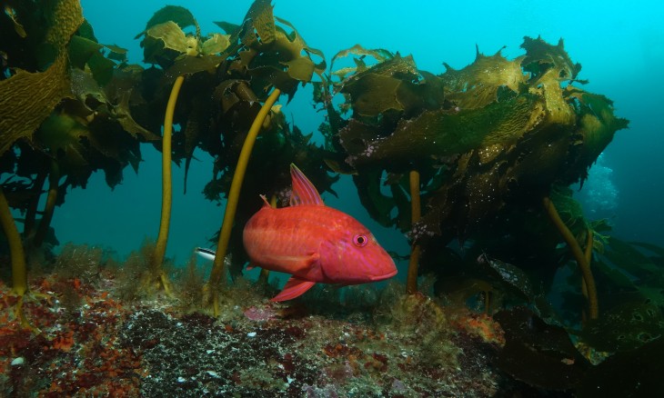 A pink-red fish swims between kelp
