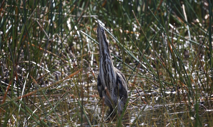 Matuku-hūrepo bittern. Image Matthew Herring