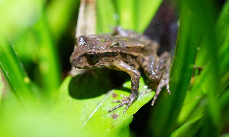 The solitary Archey's frog discovered during two days of hunting in frog country, Coromandel Peninsula. Image Stuart Attwood