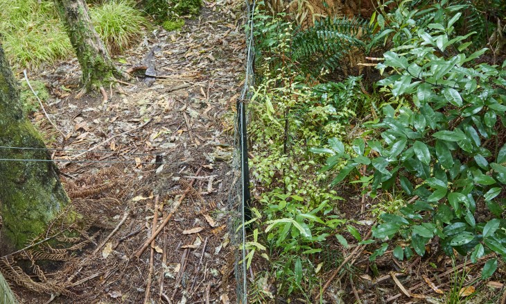 Wallaby and deer exclosure plots show the damage these browsing mammals do to the bush (left) versus the lush greenery of the pest-free area (right). Image Biosecurity NZ