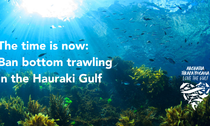 An underwater image of kelp with overlaid text: 'The time is now: Ban bottom trawling in the Hauraki Gulf' and the Arohatia Tīkapa Moana | Love the Gulf logo