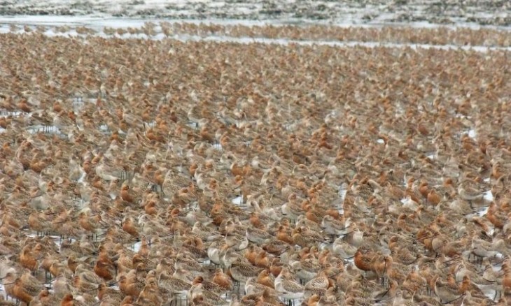 Yalu Jiang - what the Bar-tailed godwits have to contend with
