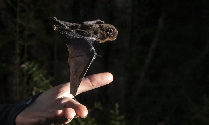 Pekapeka long-tailed bat. Credit Ian McGregor [copyright Stuff]