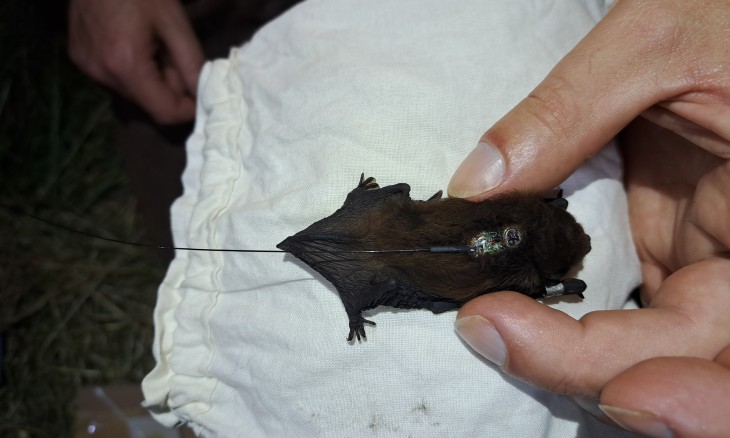 Bats were fitted with transmitters so they could be tracked. Image supplied