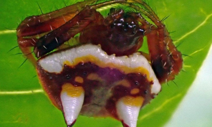 Two spined spider Poecilopachys australasiae close up