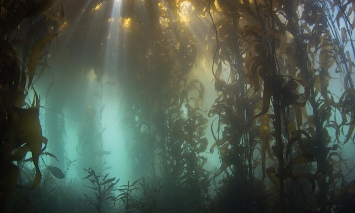 G﻿iant kelp in Wellington Harbour. Photo: Nicole Miller