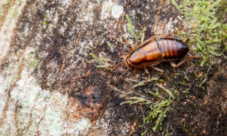 Native bush cockroaches are unsung heroes of the forest. Celatoblatta sp. Image Bryce McQuillan