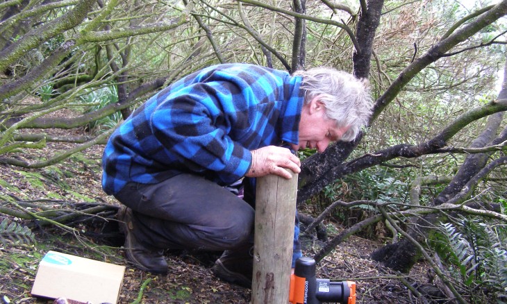 Person installing a Goodnature trap