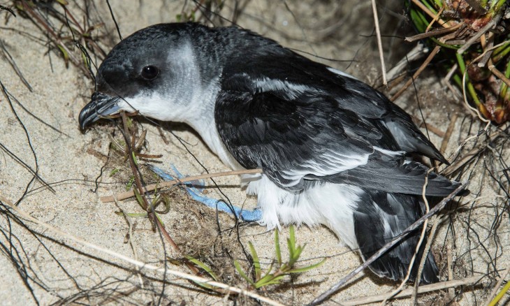 Whenua Hou Diving Petrel