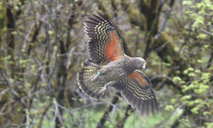 A kea in flight with orange underwings exposed