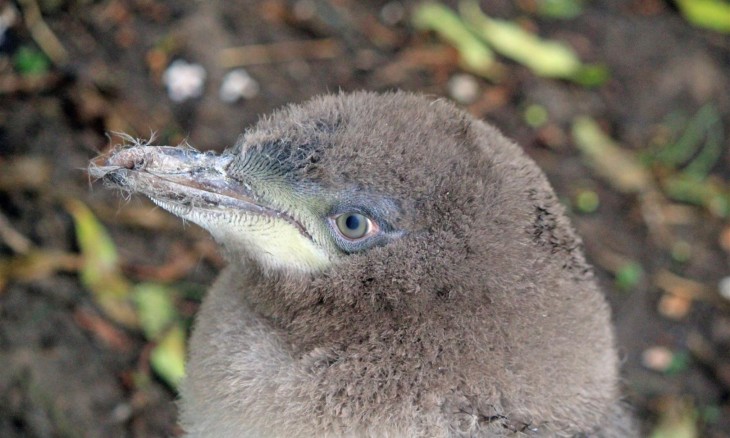 Hoiho chick head