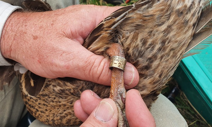 Duck with band