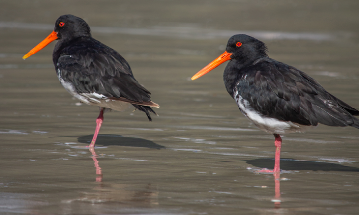 2023 Annual Report cover image with oystercatchers