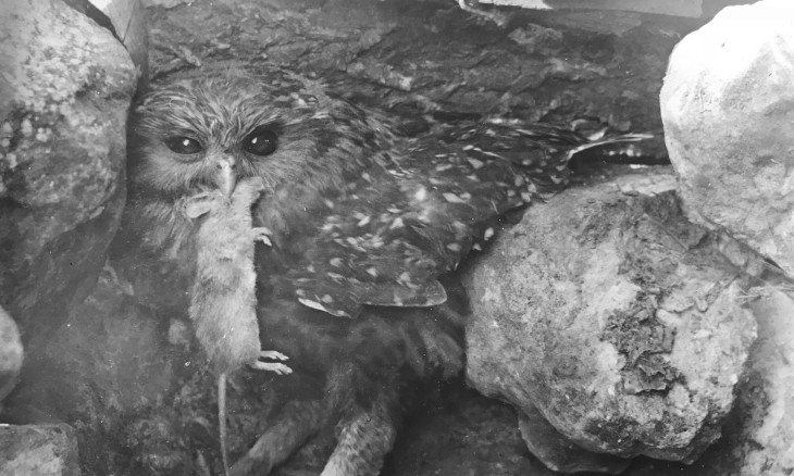 Whēkau laughing owl, South Canterbury, 1909, about five years before it became extinct. Image Cuthbert & Oliver Parr 