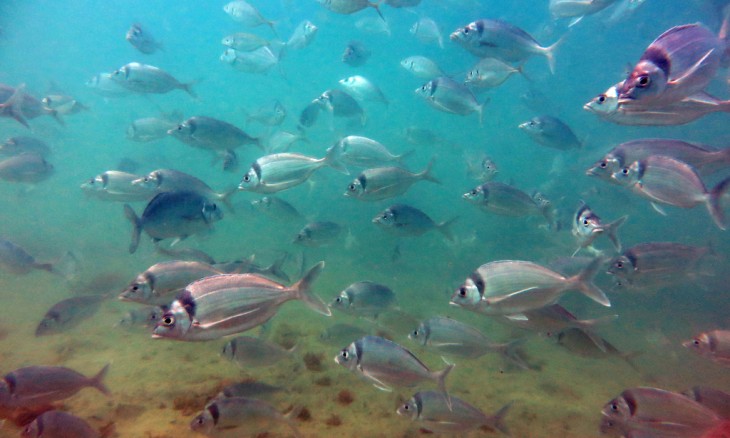 School of tarakihi. Credit Sarah Milicich, CC BY-SA-NC 4.0, taken in Wellington region