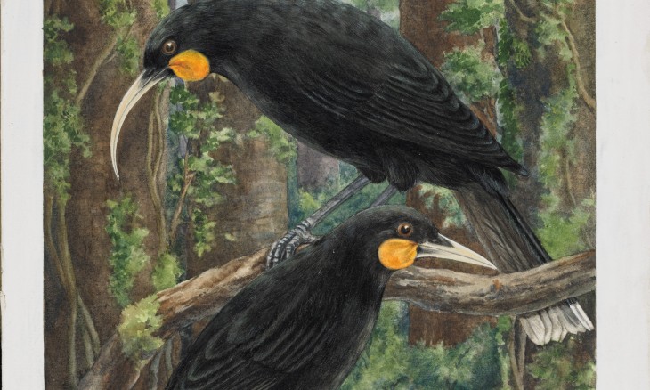 Huia, from original painting commissioned Forest & Bird. Credit Lily Daff. 