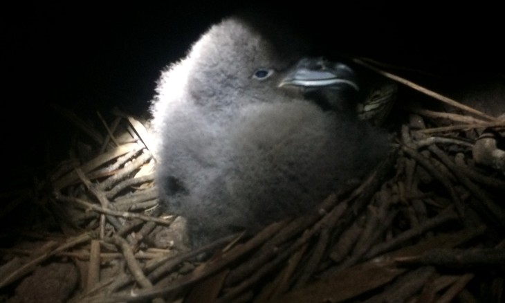 Westland petrel chick in burrow. Image West Coast Penguin Trust