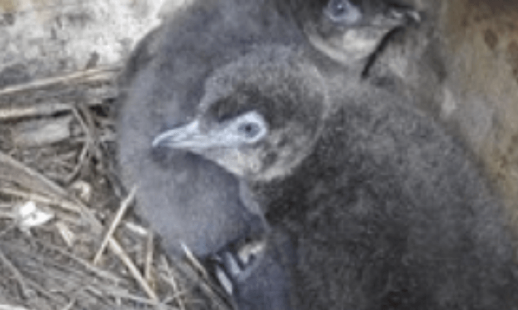Kororā Blue Penguins in a nesting box