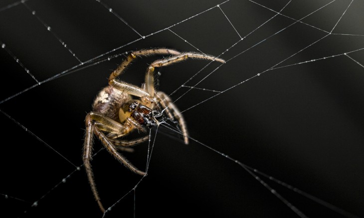Ladder web spider. Image Bryce McQuillan