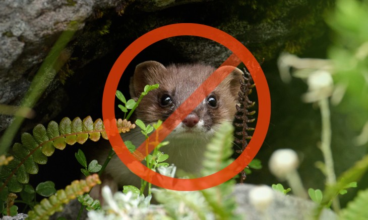 Ferret in a hole banner image - Craig McKenzie