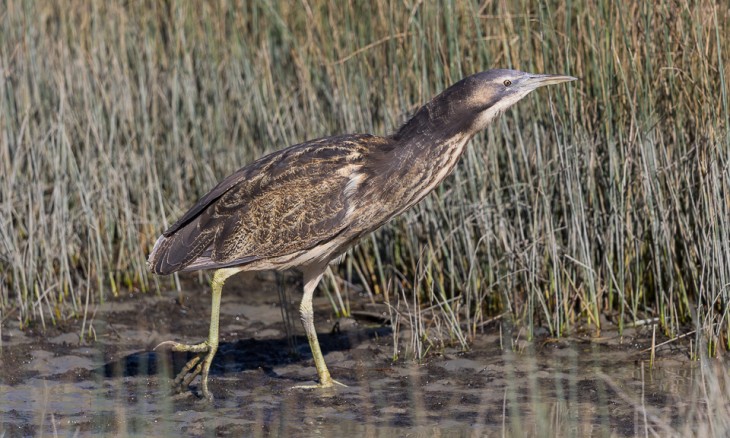 Matuku hurepo - Australasian bittern