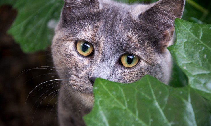 Neighbourhood cat. Credit Jake Osborne