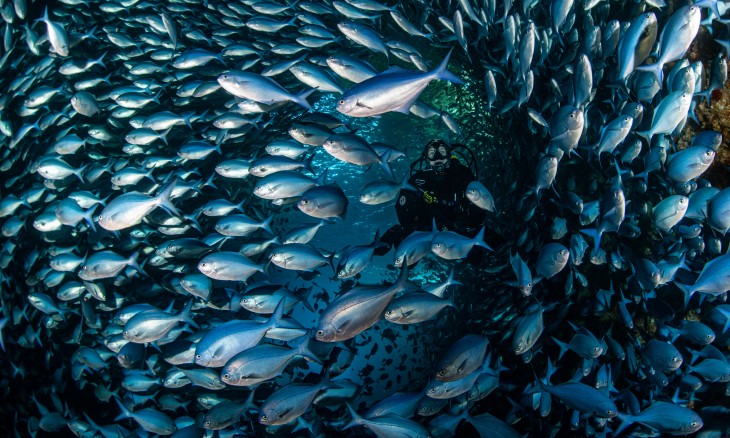 Blue maomao Poor Knights Islands. Credit Crispin Middleton