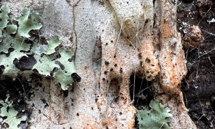 Lichen on tree