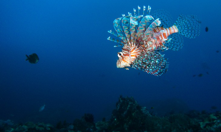 Kermadecs lionfish underwater