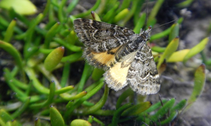 Avatar moth (Arctesthes avatar). Image Brian Patrick