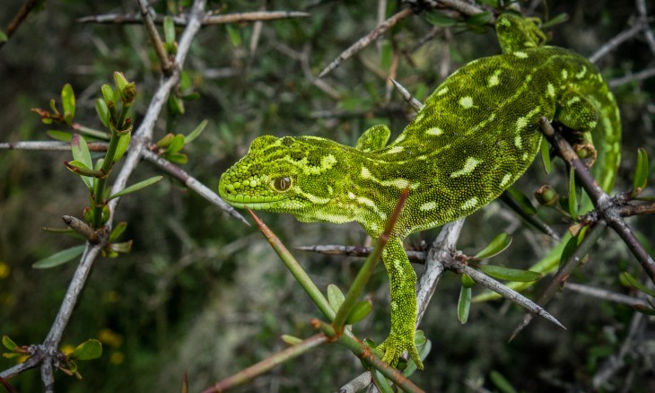Denniston is home to West Coast green gecko. Image Carey Knox