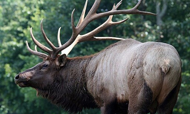 Wapiti (Cervus canadensis) in North Carolina Zoo. Credit David Stang.jpg