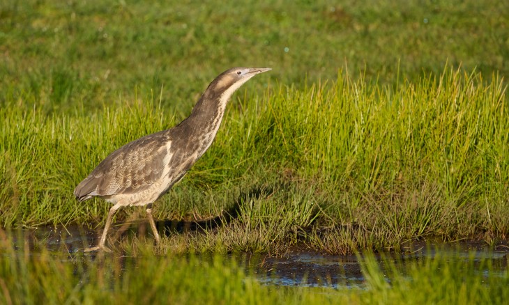 Matuku-hūrepo Australasian bittern. Image Craig McKenzie