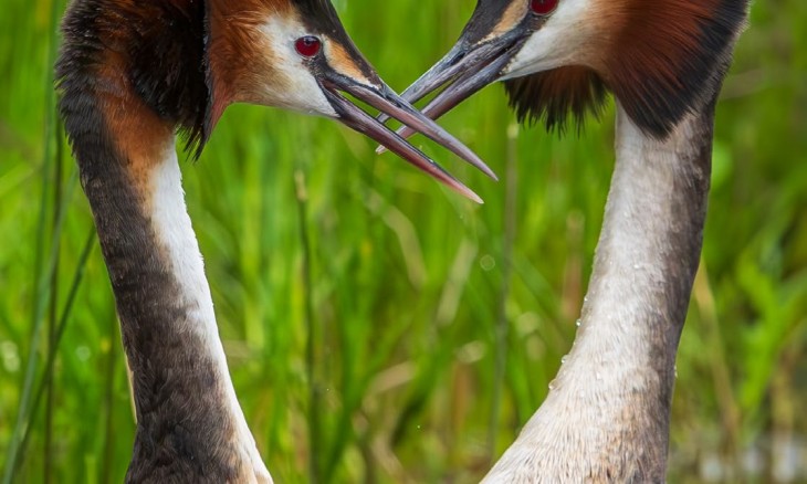 Forest & Bird Annual Report 2023 cover page