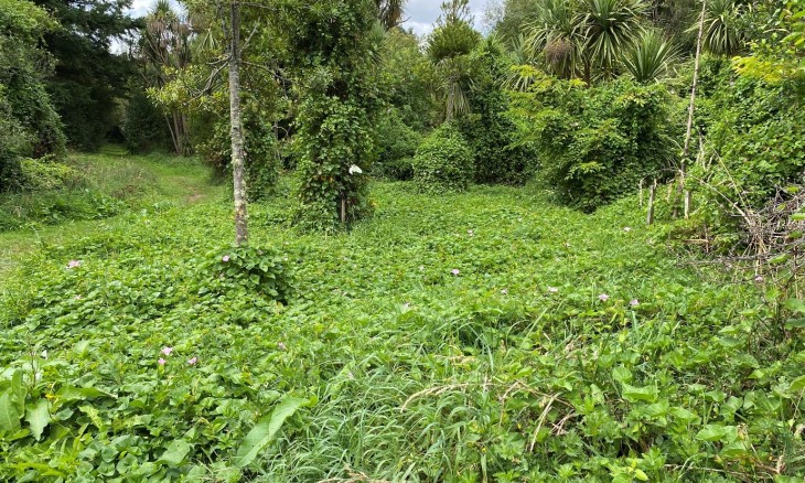 Scale of the weeds problem