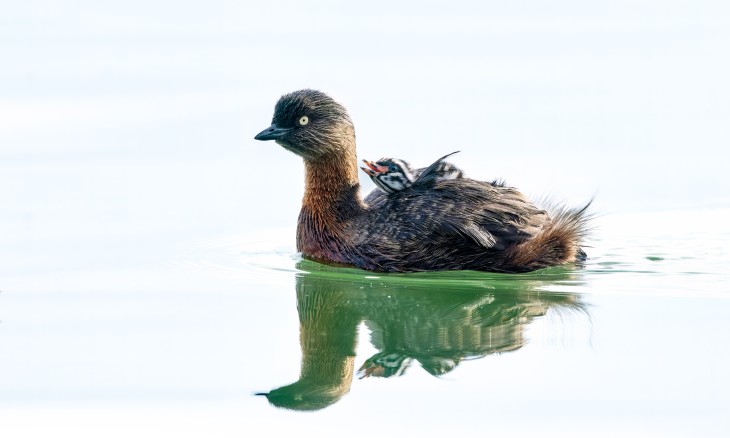 Weiwei and chick. Image Bryce McQuillan