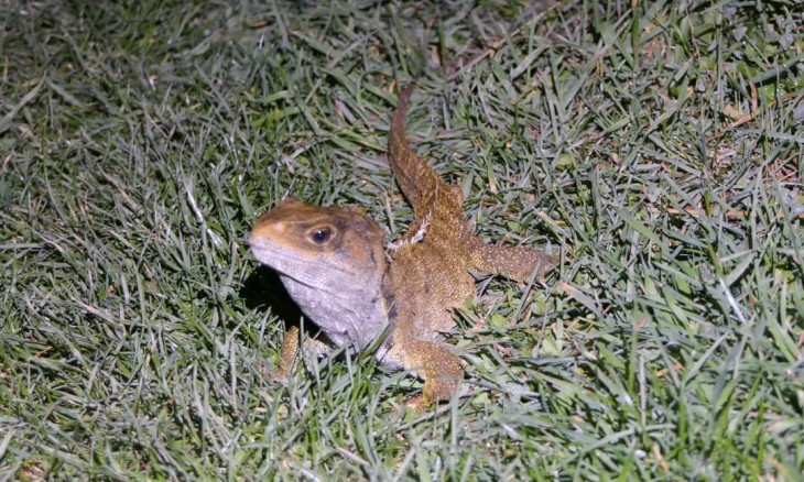 Tuatara