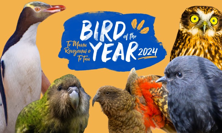 A collage of hoiho, kākāpō, kea, black robin, and ruru against orange background with the Bird of the Year logo