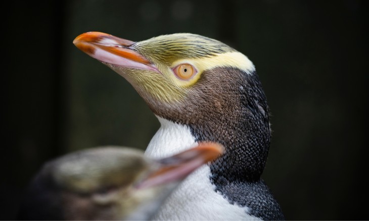 A close-up image of a yellow-eyed penguin