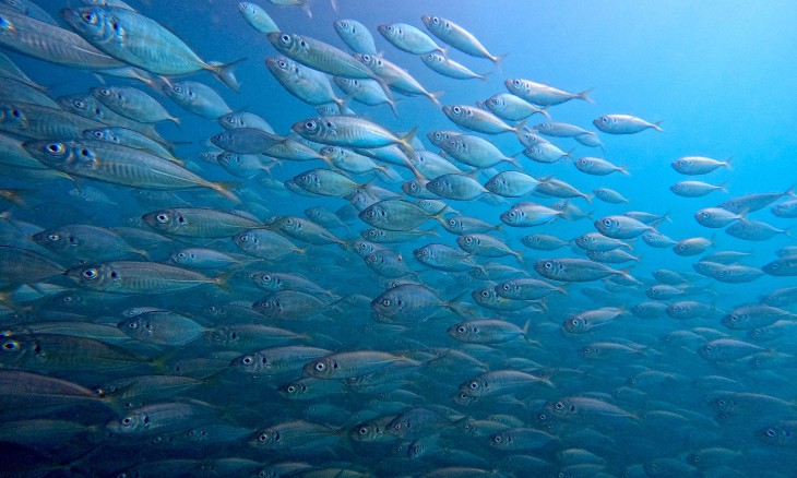 Jack Mackerel in the Hauraki Gulf underwater