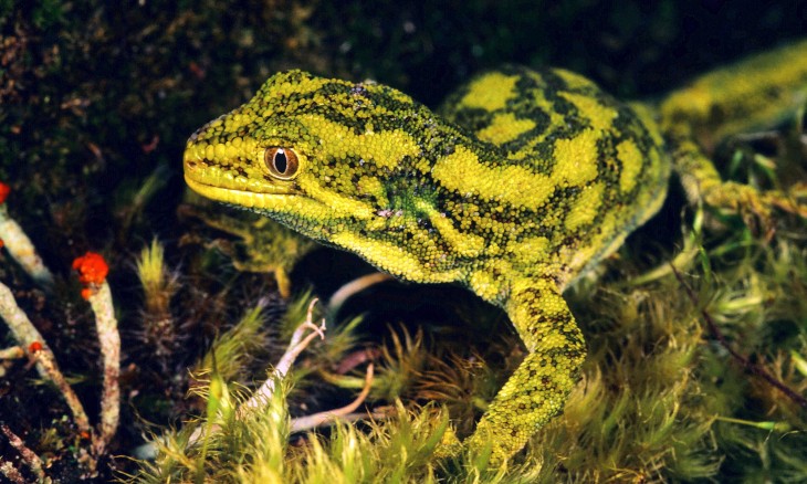 West Coast green gecko, credit Rod Morris
