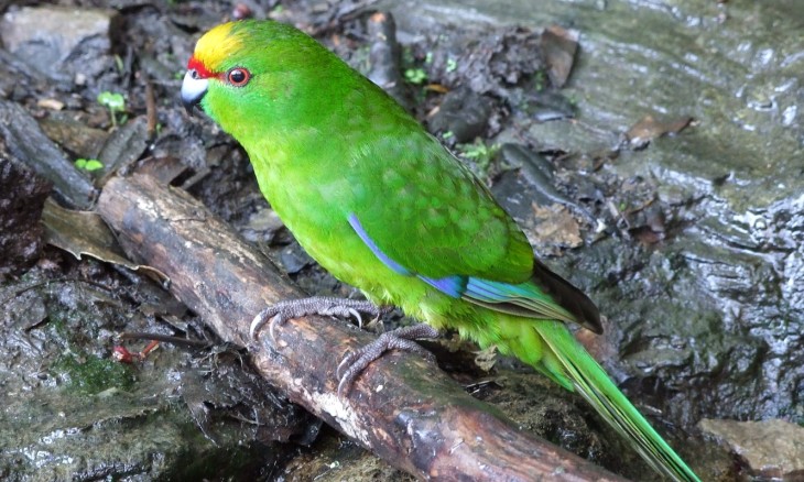 Yellow-crowned kākāriki on Motuara Island. Image Simon Hayward