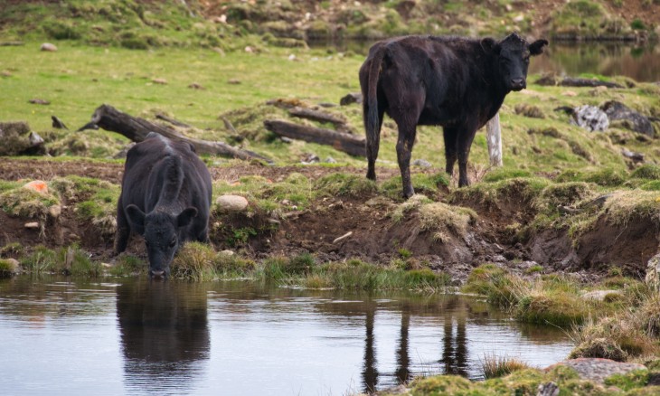 Cow drinking from water. Credit Kirk Serpes