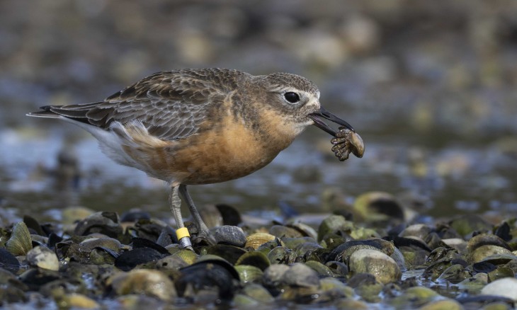 Pukunui southern New Zealand dotterel. Credit Oscar Thomas