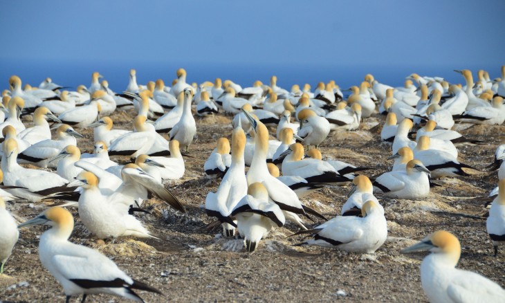 Tākapu Australasian gannets. courtesy DOC